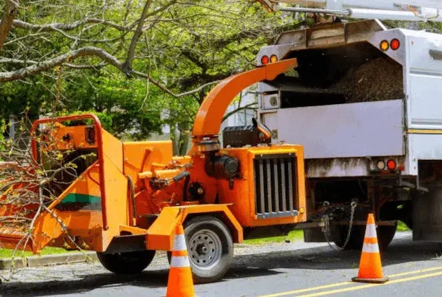 tree removal snohomish