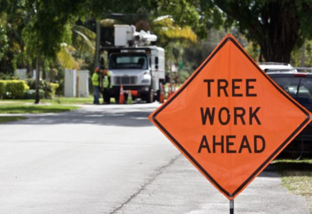 tree removal Marysville wa