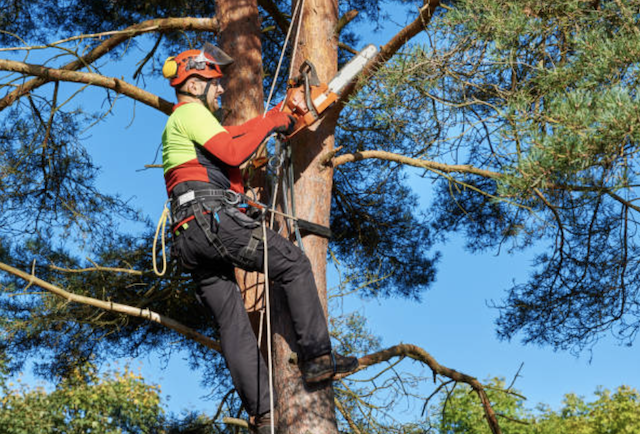 tree pruningsnohomish 