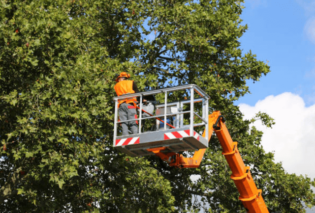 tree trimming Marysville wa