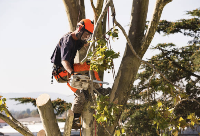 tree removal snohomish