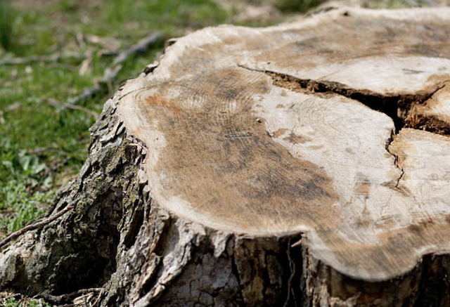 stump grinding Marysville wa